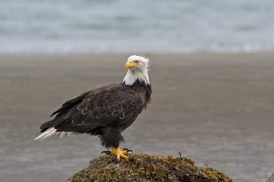 Eagle in Rain