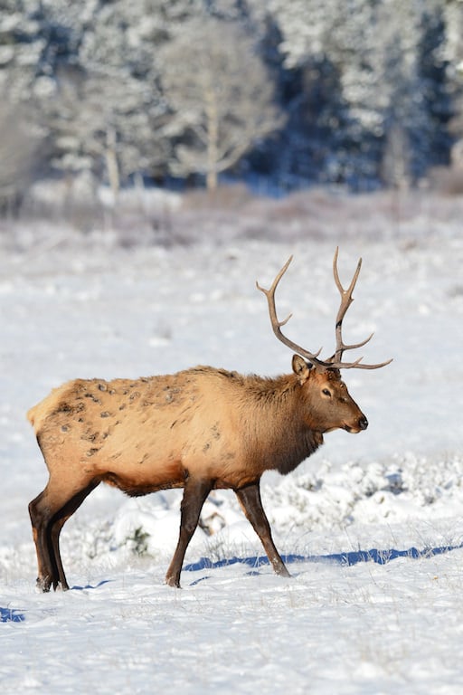 Elk in Snow