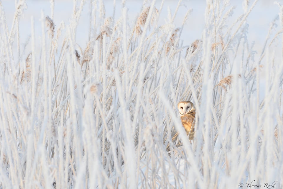 Frosty Hiding Place