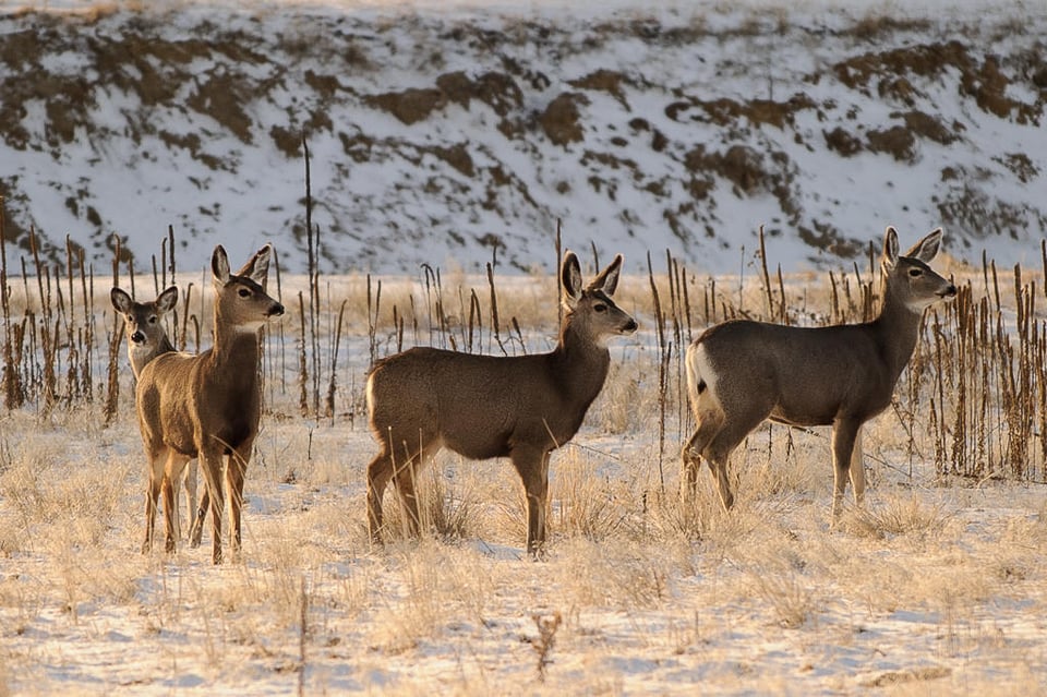 Alert Deer