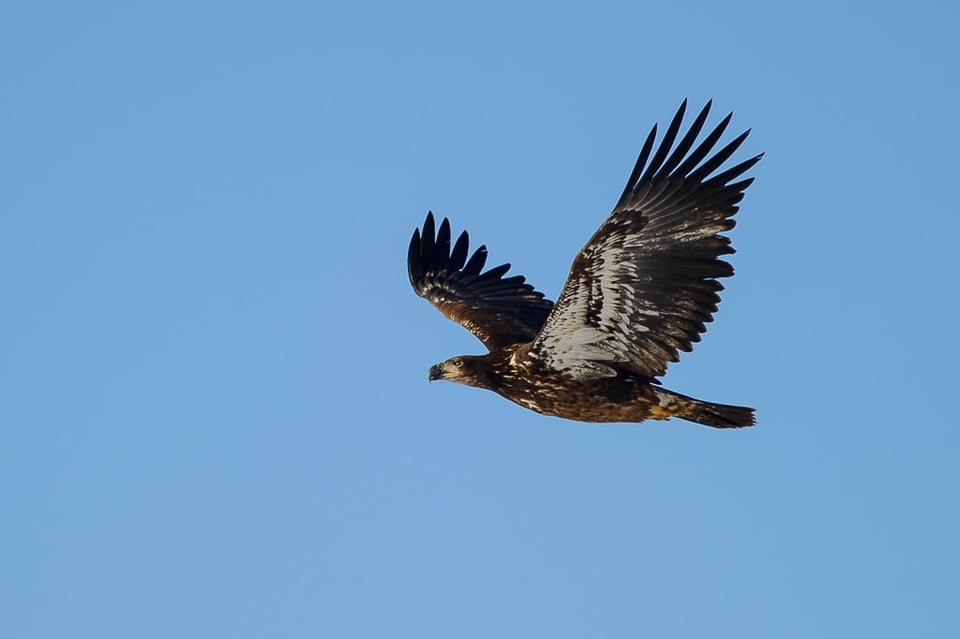 Bald Eagle in Flight