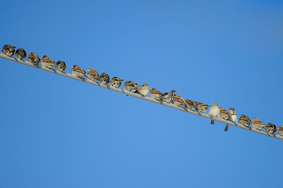 Birds on Wire