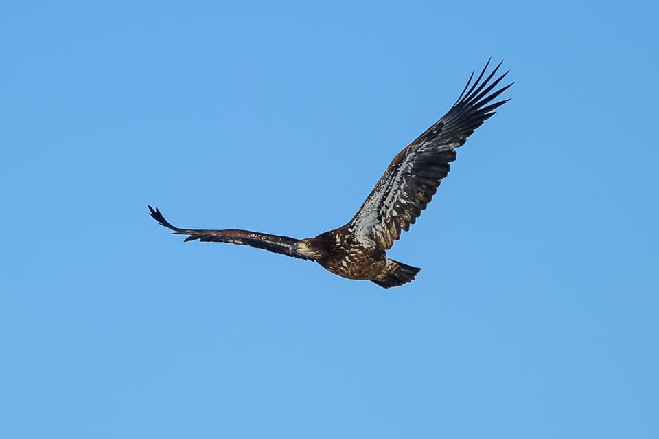 Juvenile Bald Eagle #1