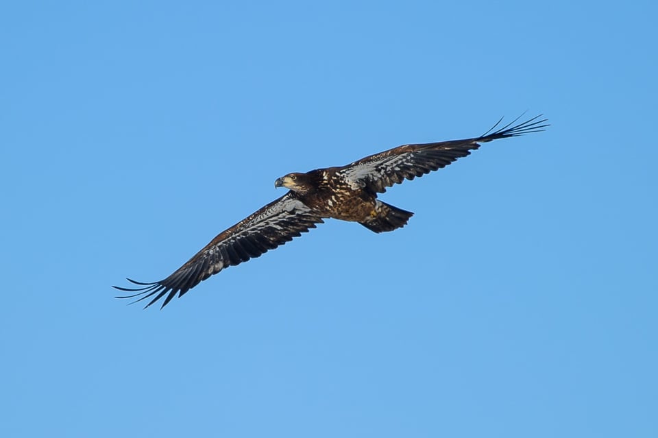 Juvenile Bald Eagle #2