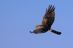 Northern Harrier in Flight #1