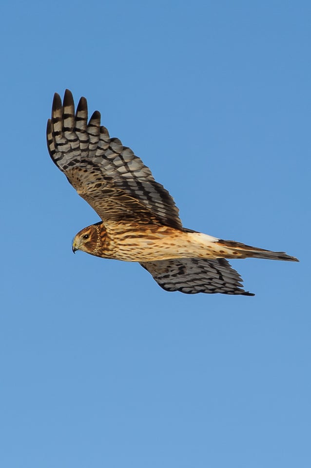 Northern Harrier in Flight #2