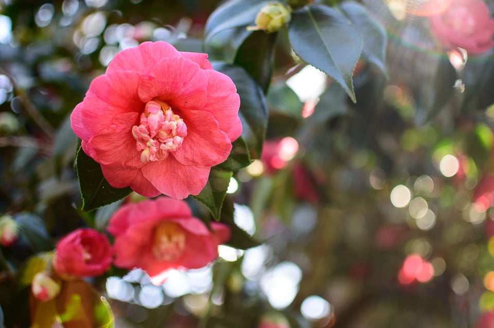 Nikon D3200 Sample (27)