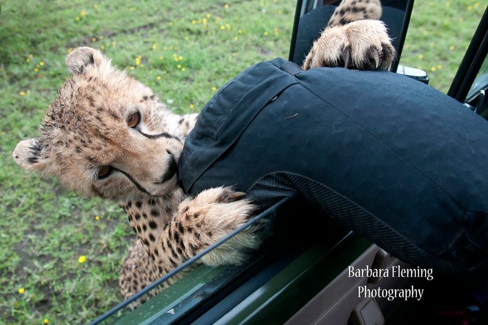 Cheetah with Beanbag