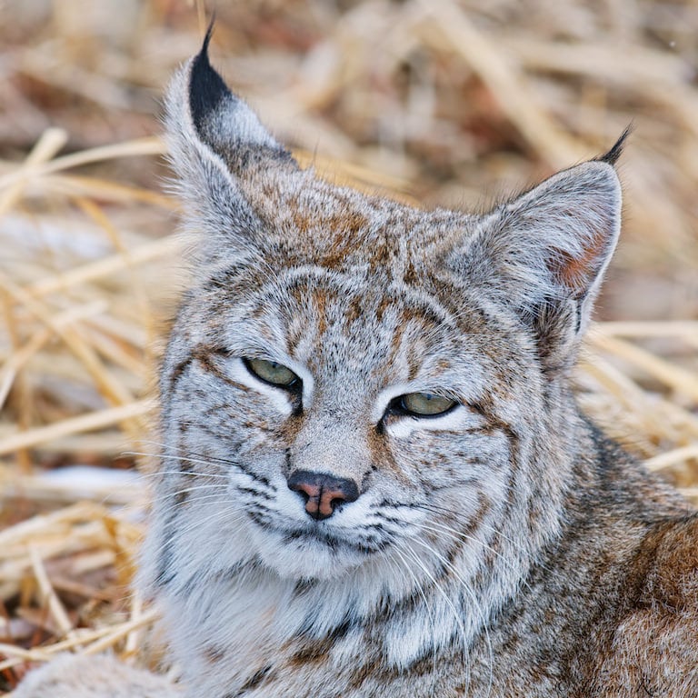 Bobcat Profile Photo