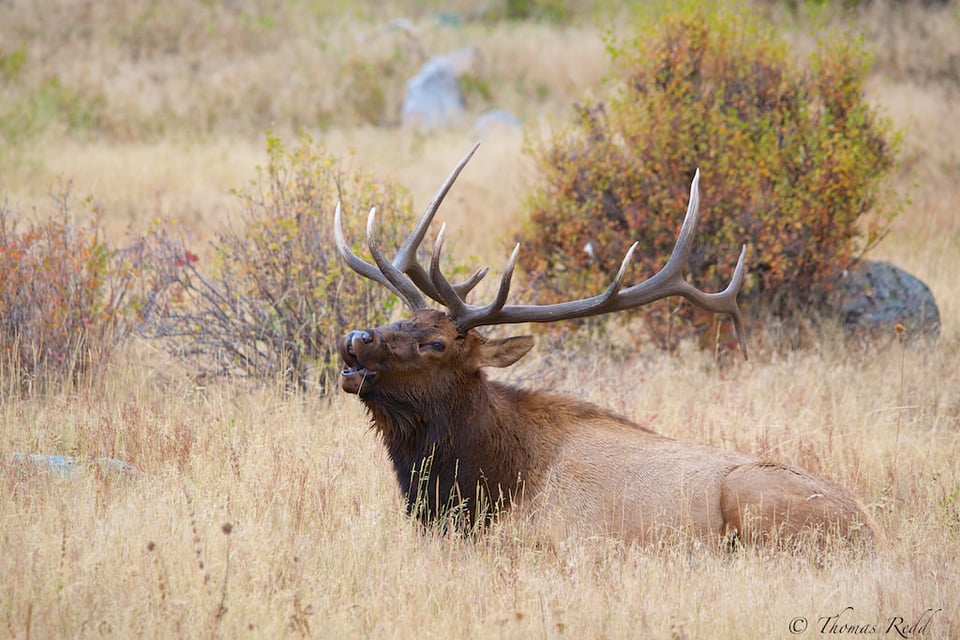 Bull Elk in Fall Meadow