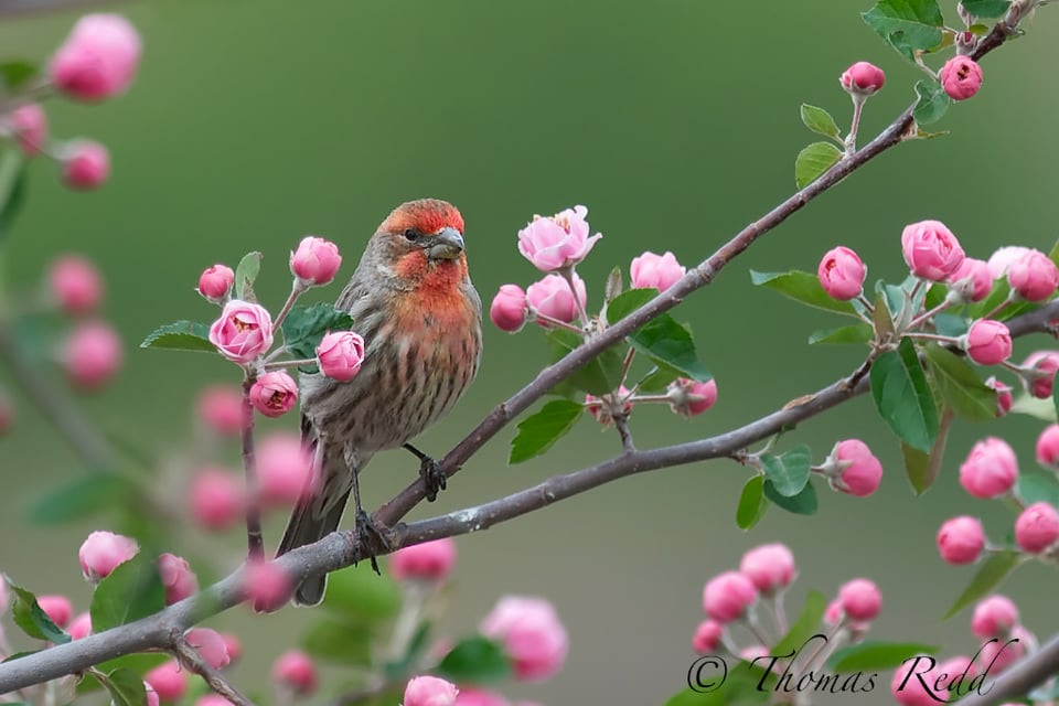 Common House Finch in Crabapple Blossoms