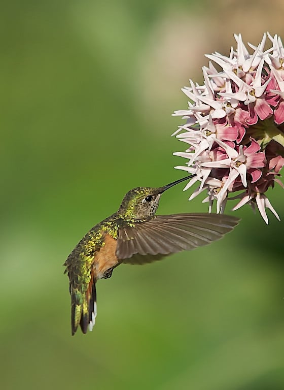 Female Broadtailed Hummingbird in blossom
