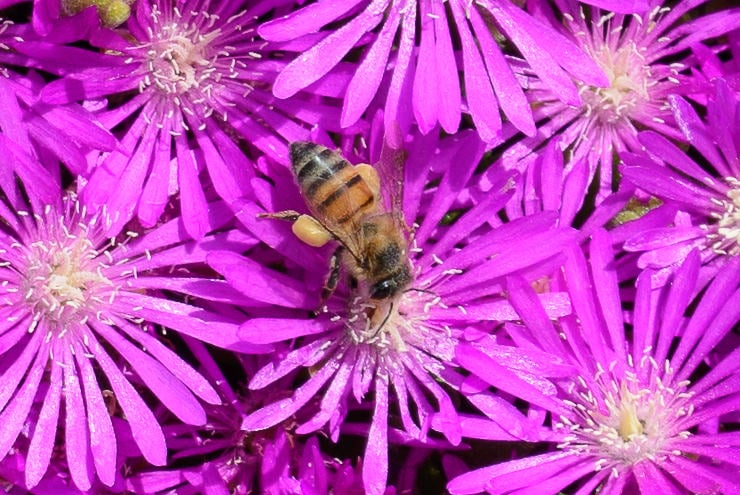 Flowers Crop