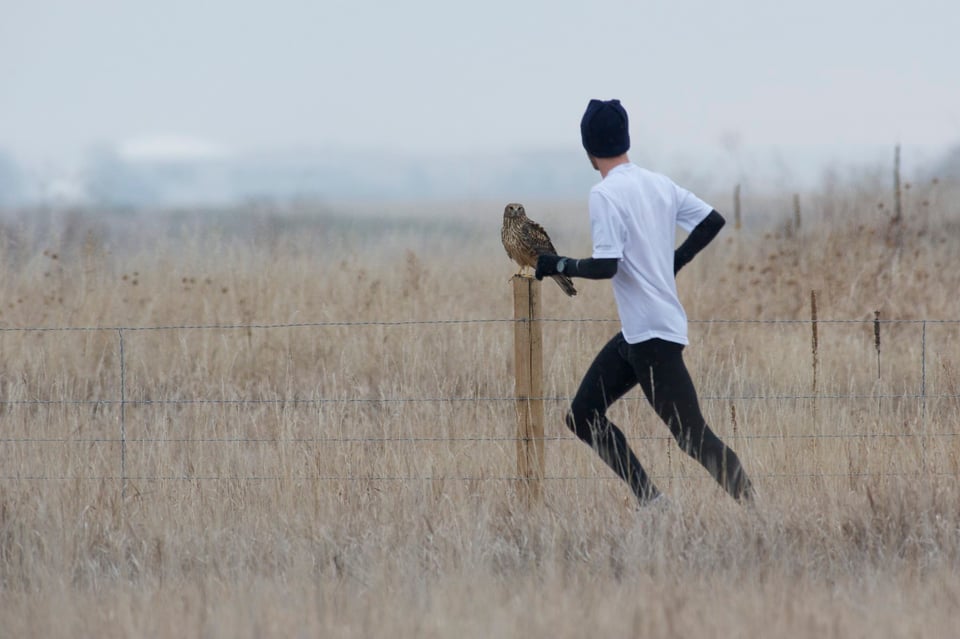 Jogger runs by harrier Jogger runs by harrier