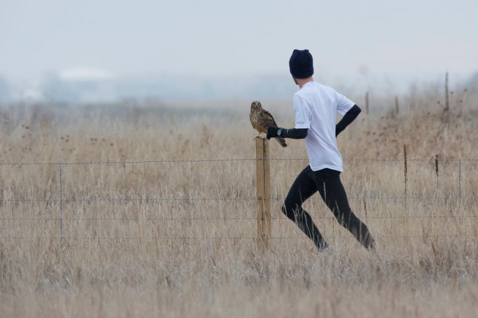 Jogger runs by harrier