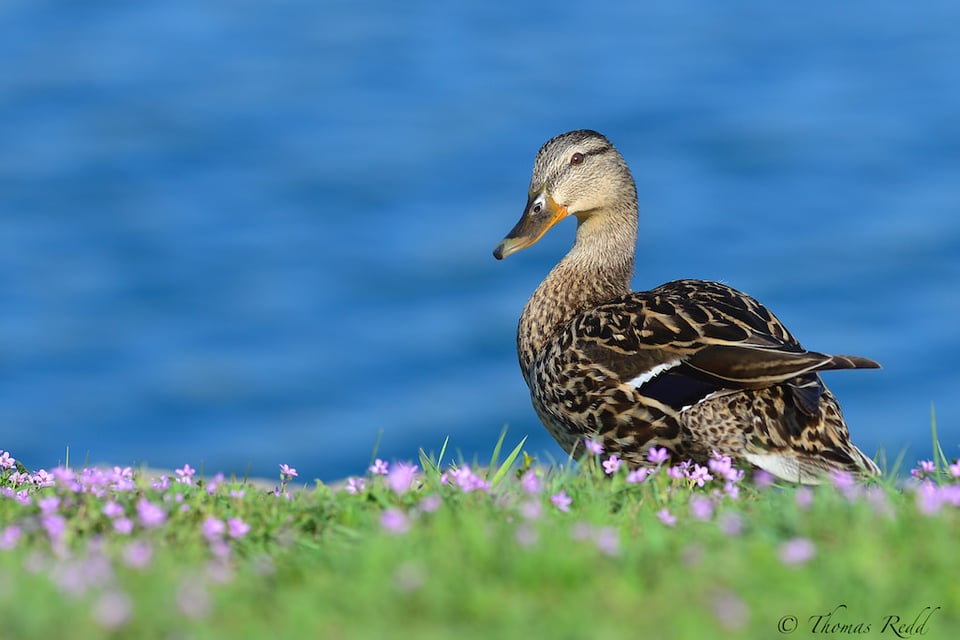 Mallard Hen in Flowers