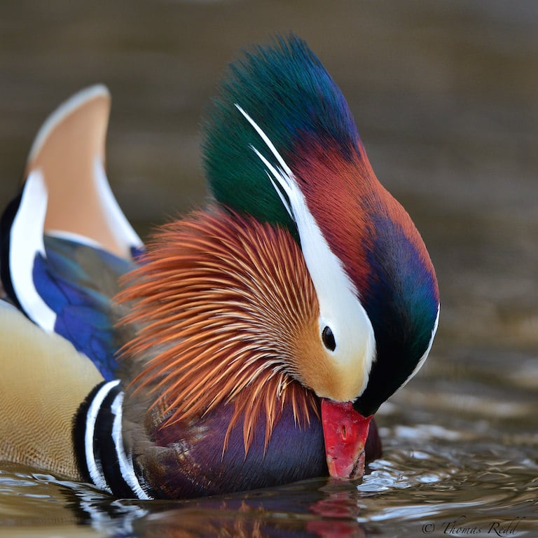 Mandarin Drake Profile