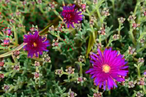 Nikon D7100 Sample (25)