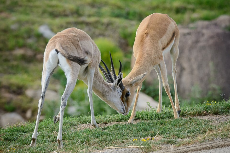 Nikon 80-400mm AF-S VR Sample