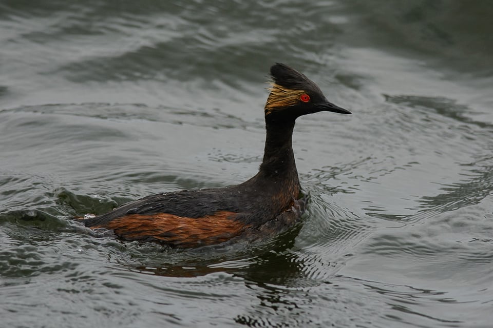 Nikon D7100 Sample (43)