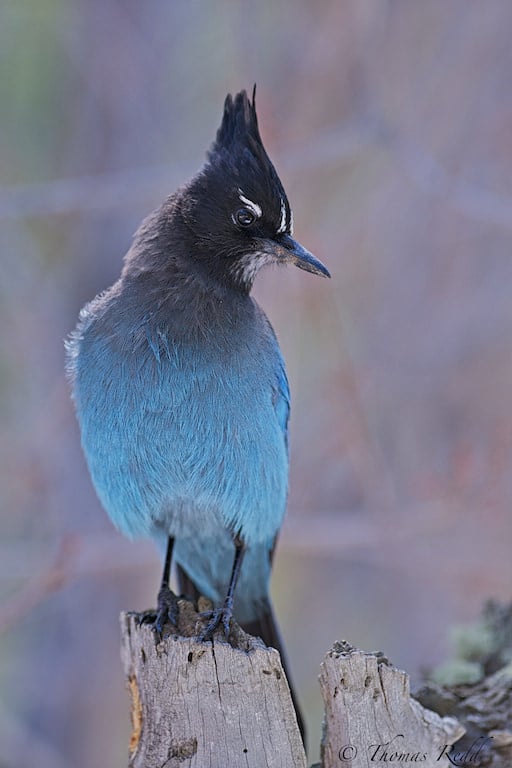 Stellars Jay Rocky Mountain National Park