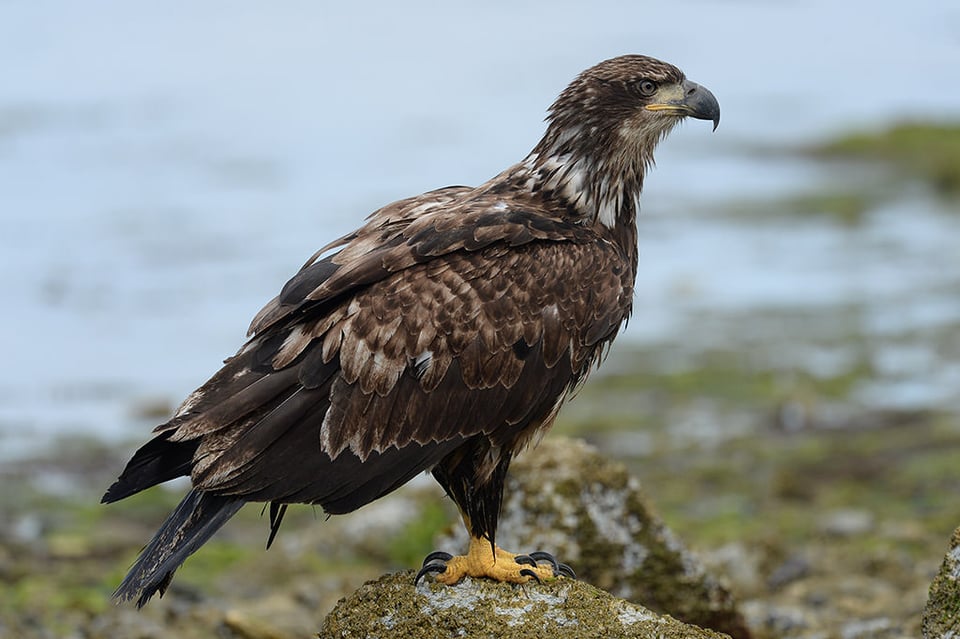 Bald Eagle Portrait