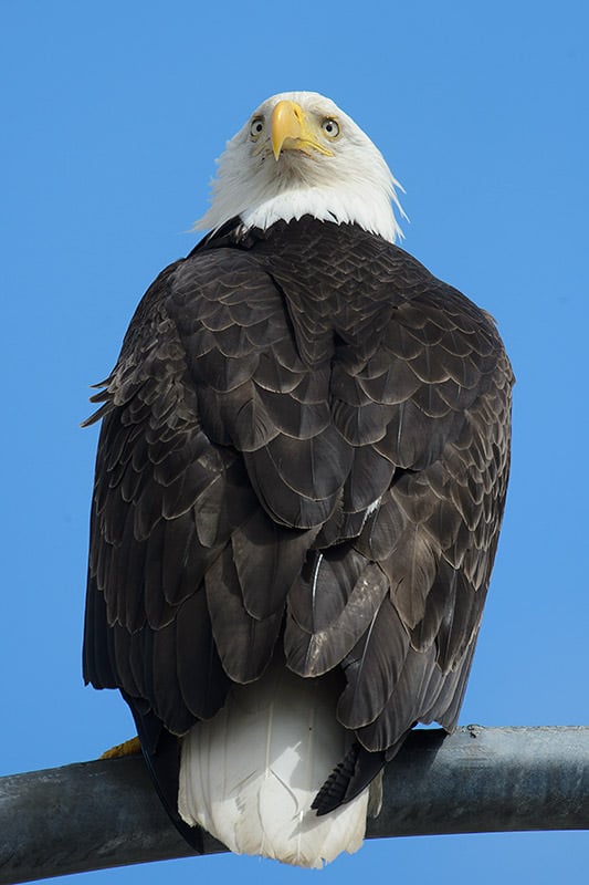 Bald Eagle Vertical