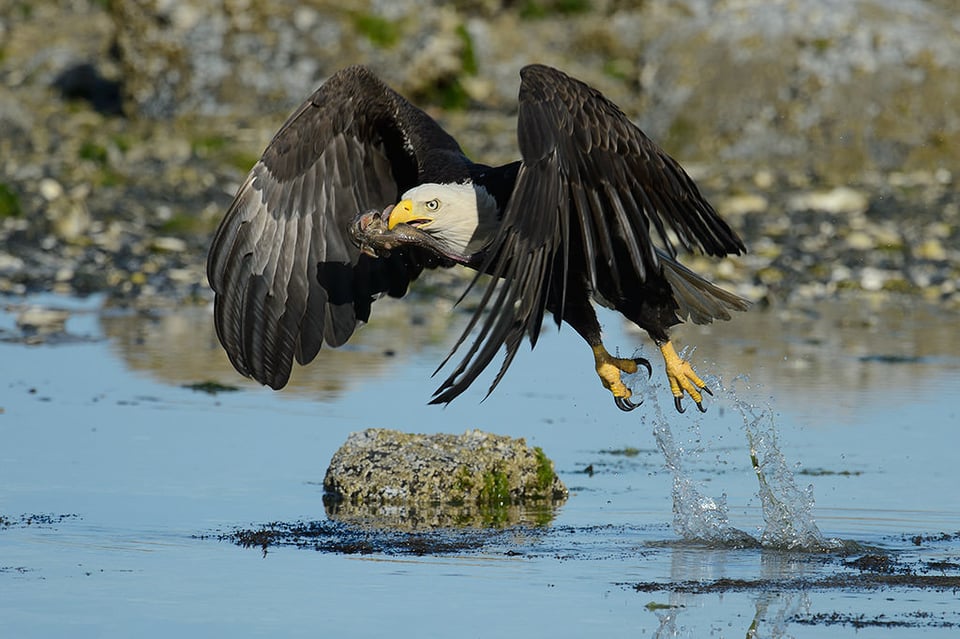 Bald Eagle with Fish