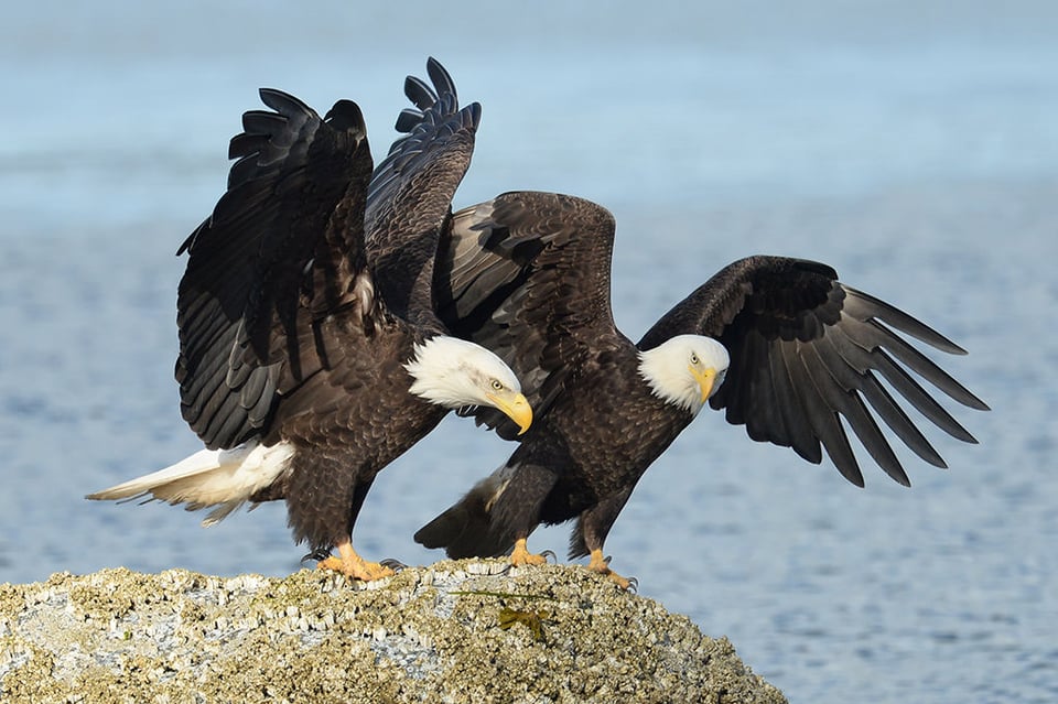 Bald Eagles Fighting