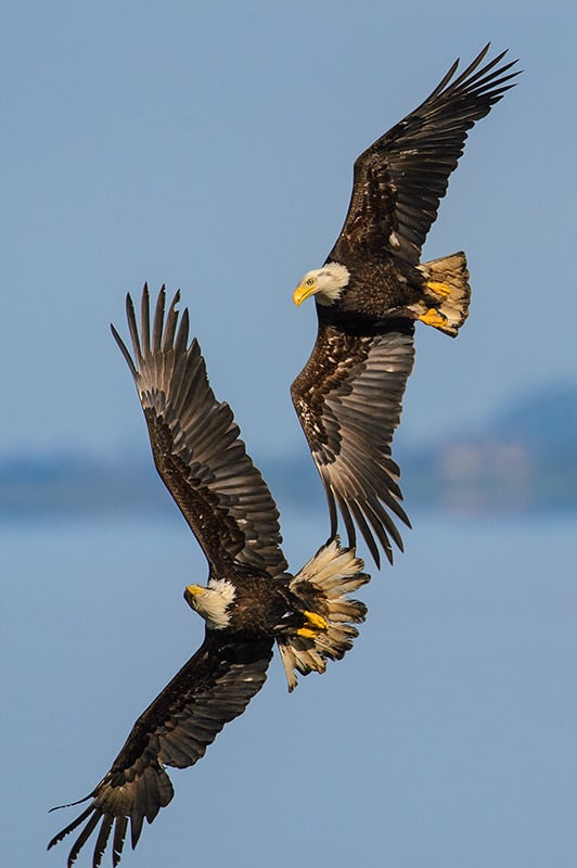 Bald Eagles in Air