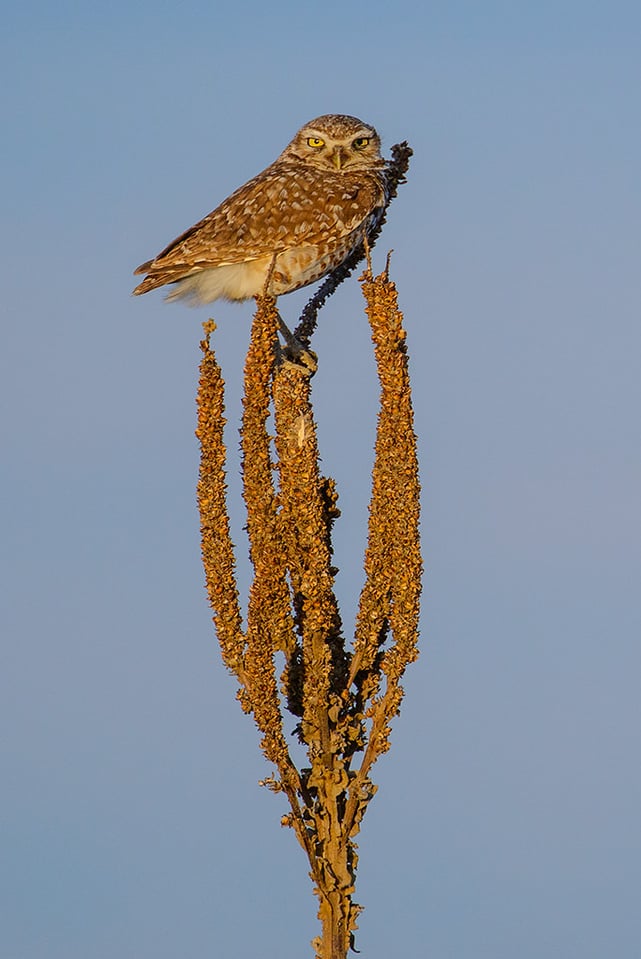 Burrowing Owl - Nikon 80-400mm + 1.4x TC