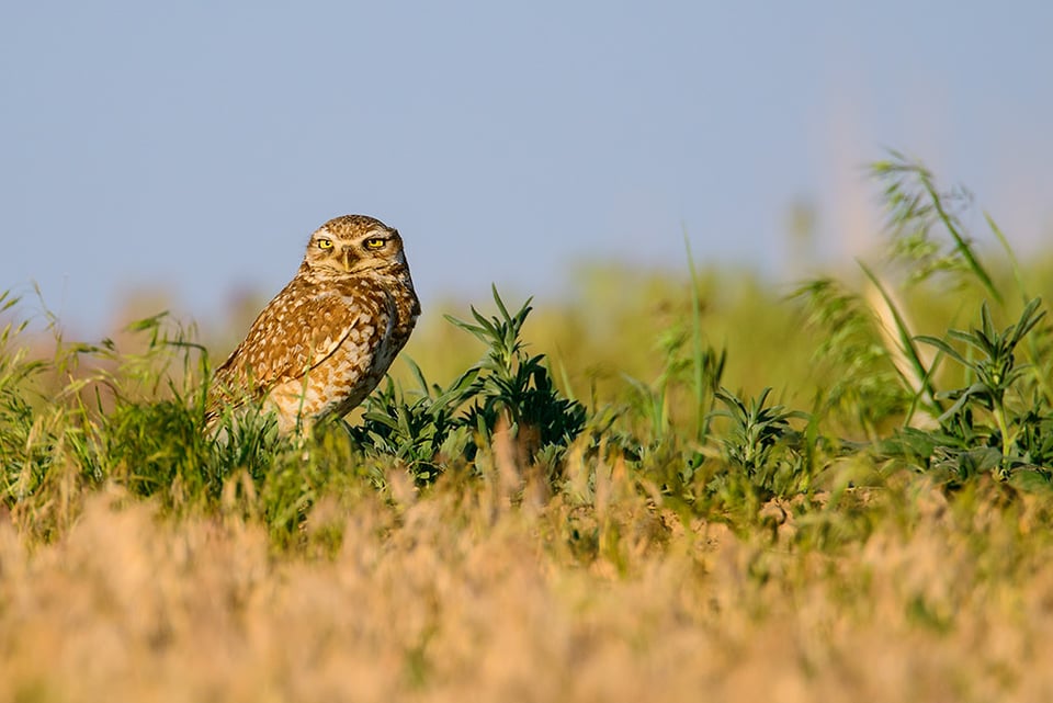 Burrowing Owl - Nikon 80-400mm + 1.4x TC