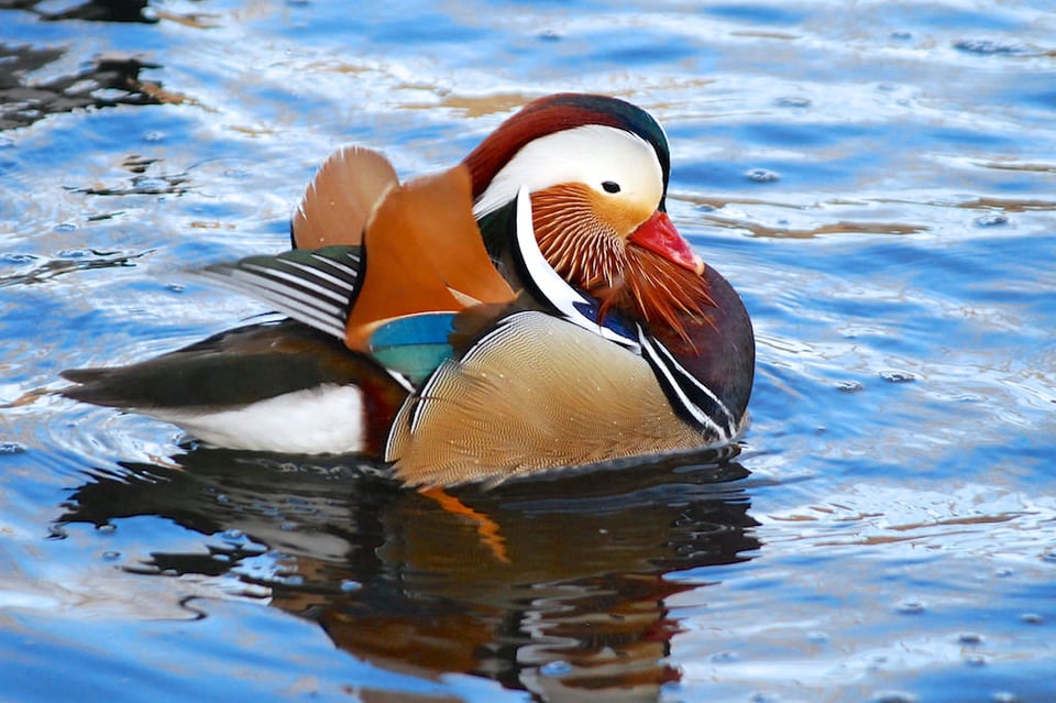 My Grandson's Mandarin Duck Photo