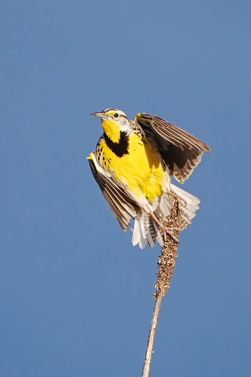 My Grandson's Meadowlark Photo