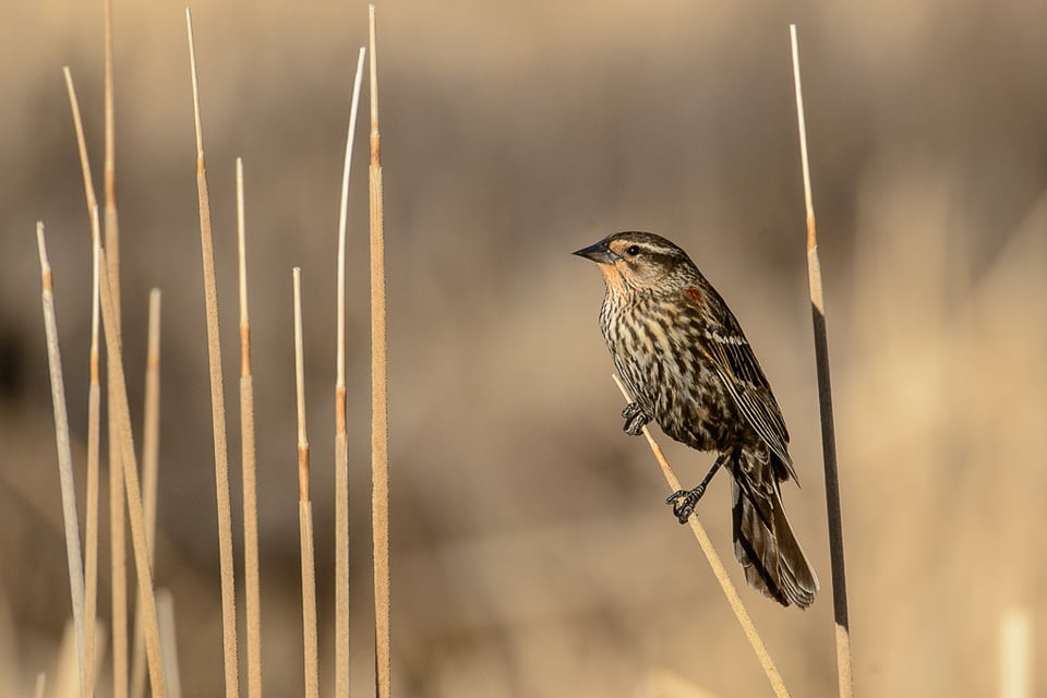 Nikon 80-400mm Sample (31)