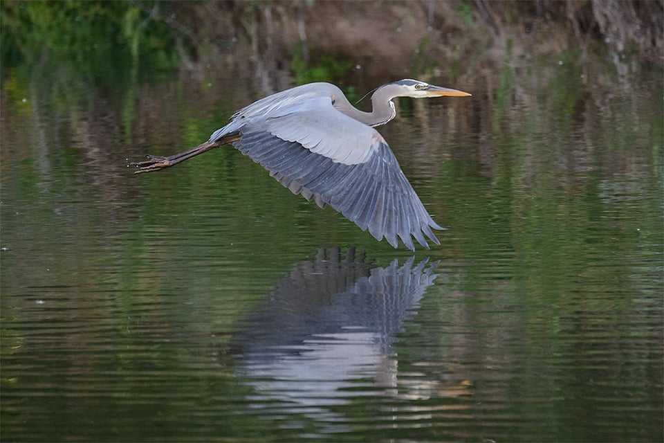 Nikon 80-400mm Sample (35)