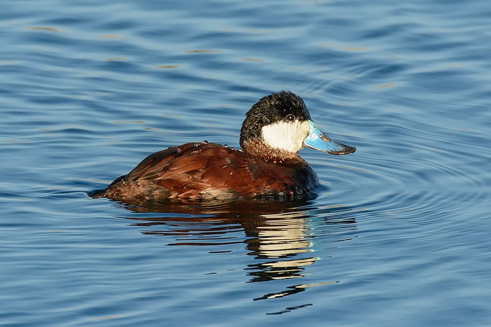 Nikon 80-400mm AF-S Sample