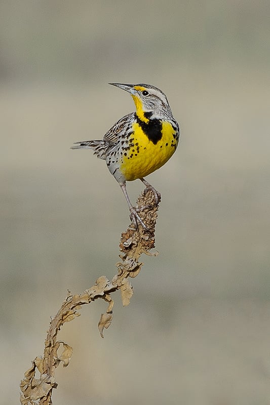 Western Meadowlark