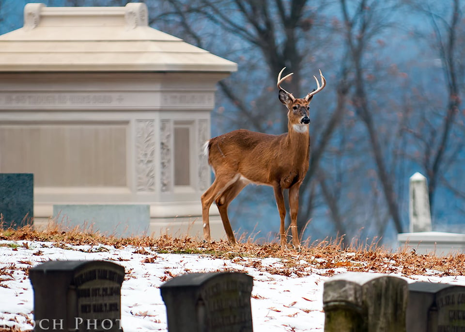 Big Buck