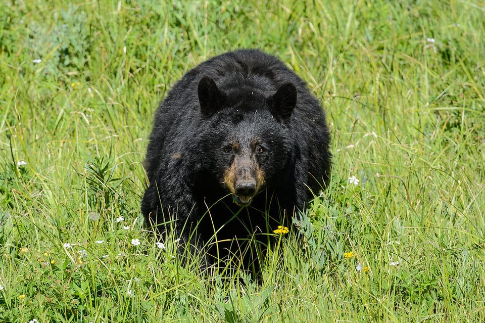 Black Bear Coming