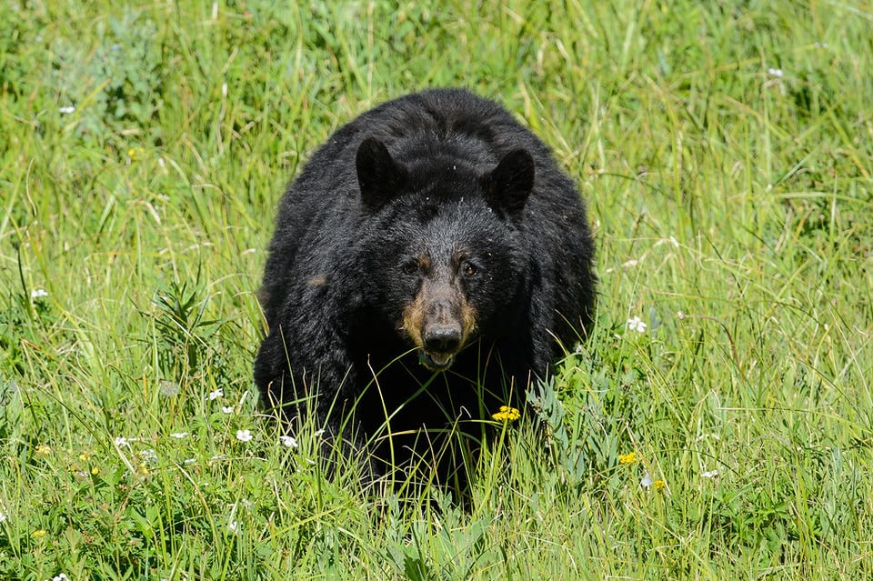 Black Bear Coming