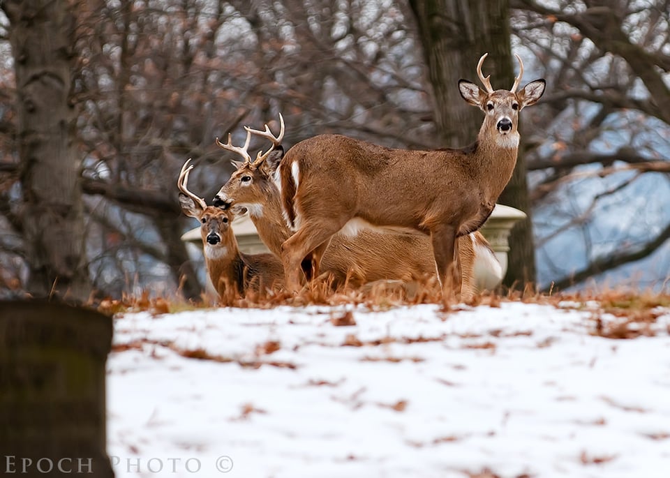 Deer Herd