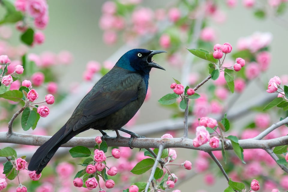 Grackle in Crabapple Blossoms