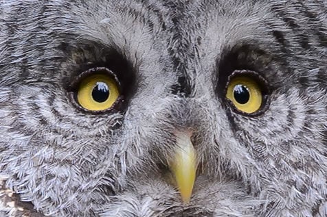 Great Gray Owl 100% Crop