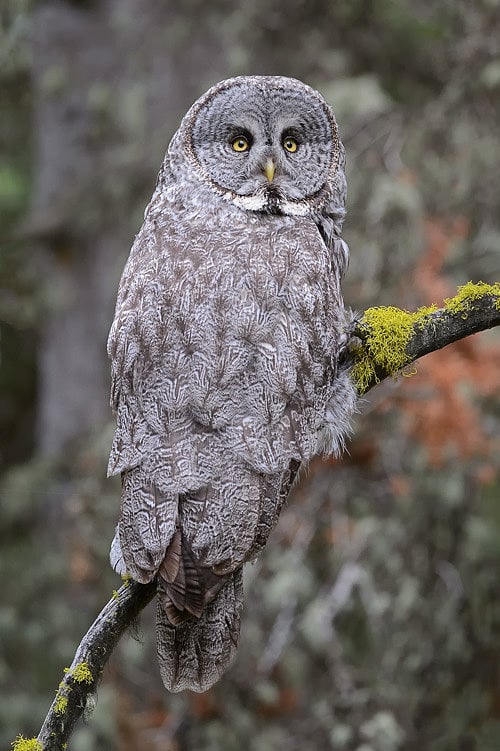 Great Gray Owl