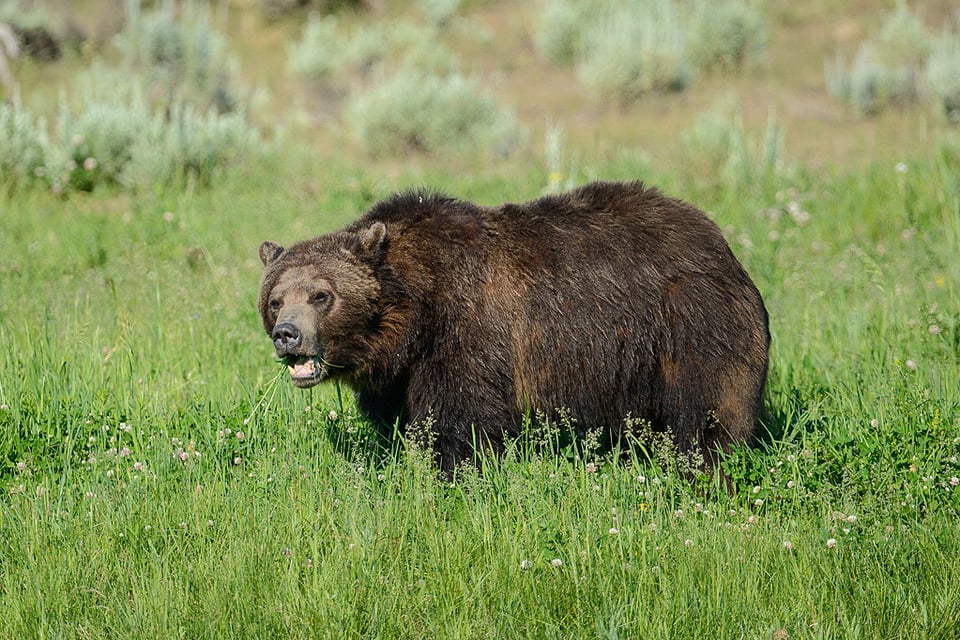 Grizzly Bear