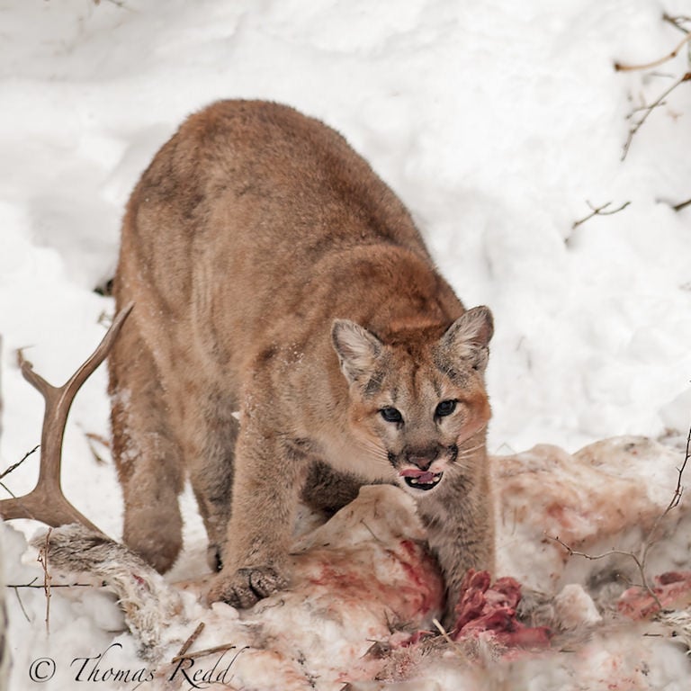 Mountain Lion Cub on Kill