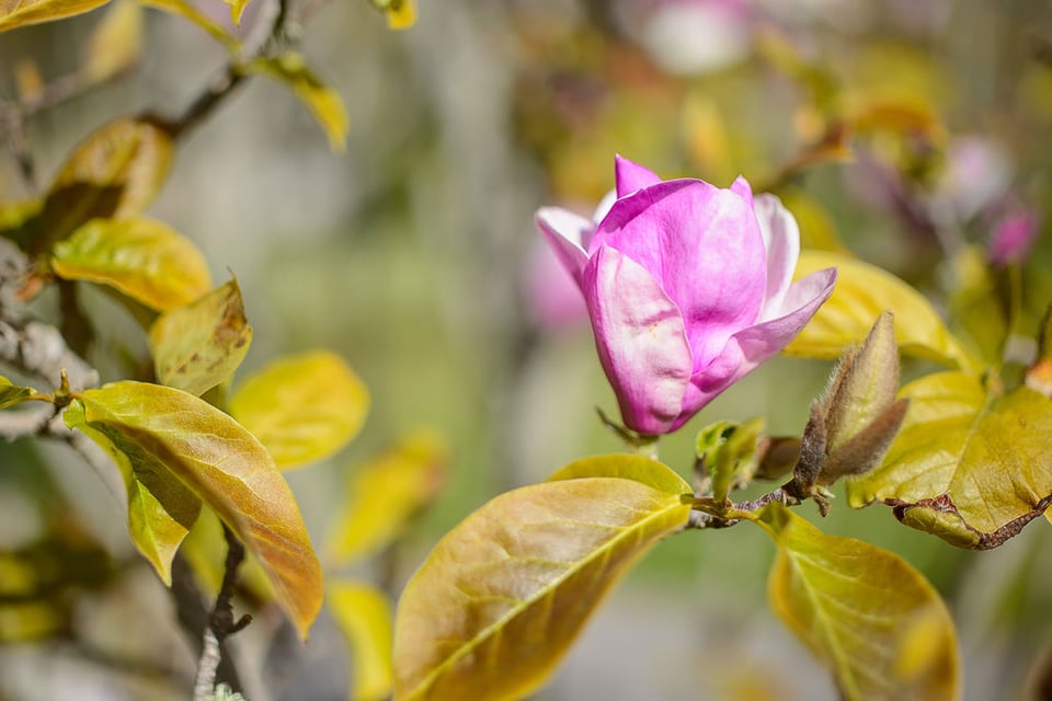 Samyang 35mm f/1.4 Sample (9)