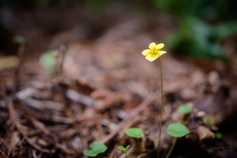 Sigma 35mm f/1.4 Sample (31)