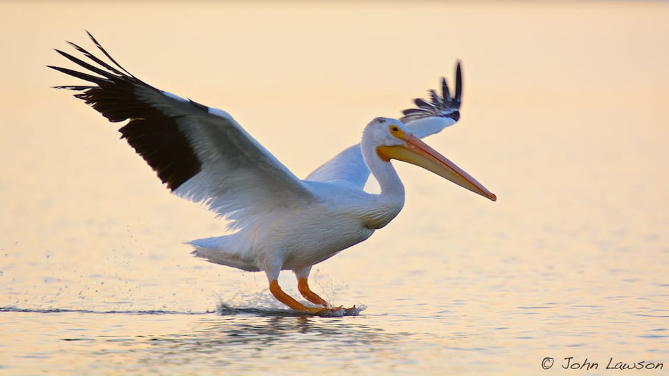 American White Pelican